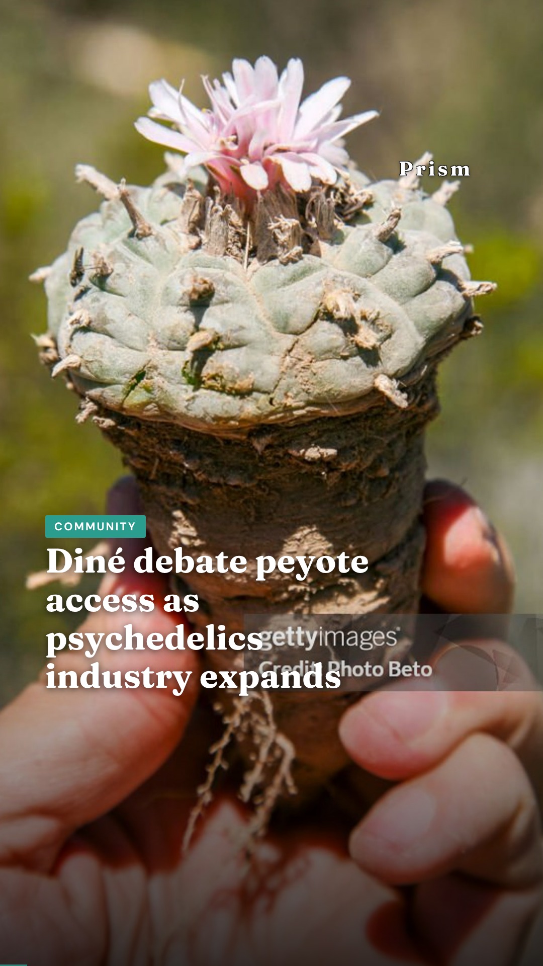 Diné debate peyote access as psychedelics industry expands
