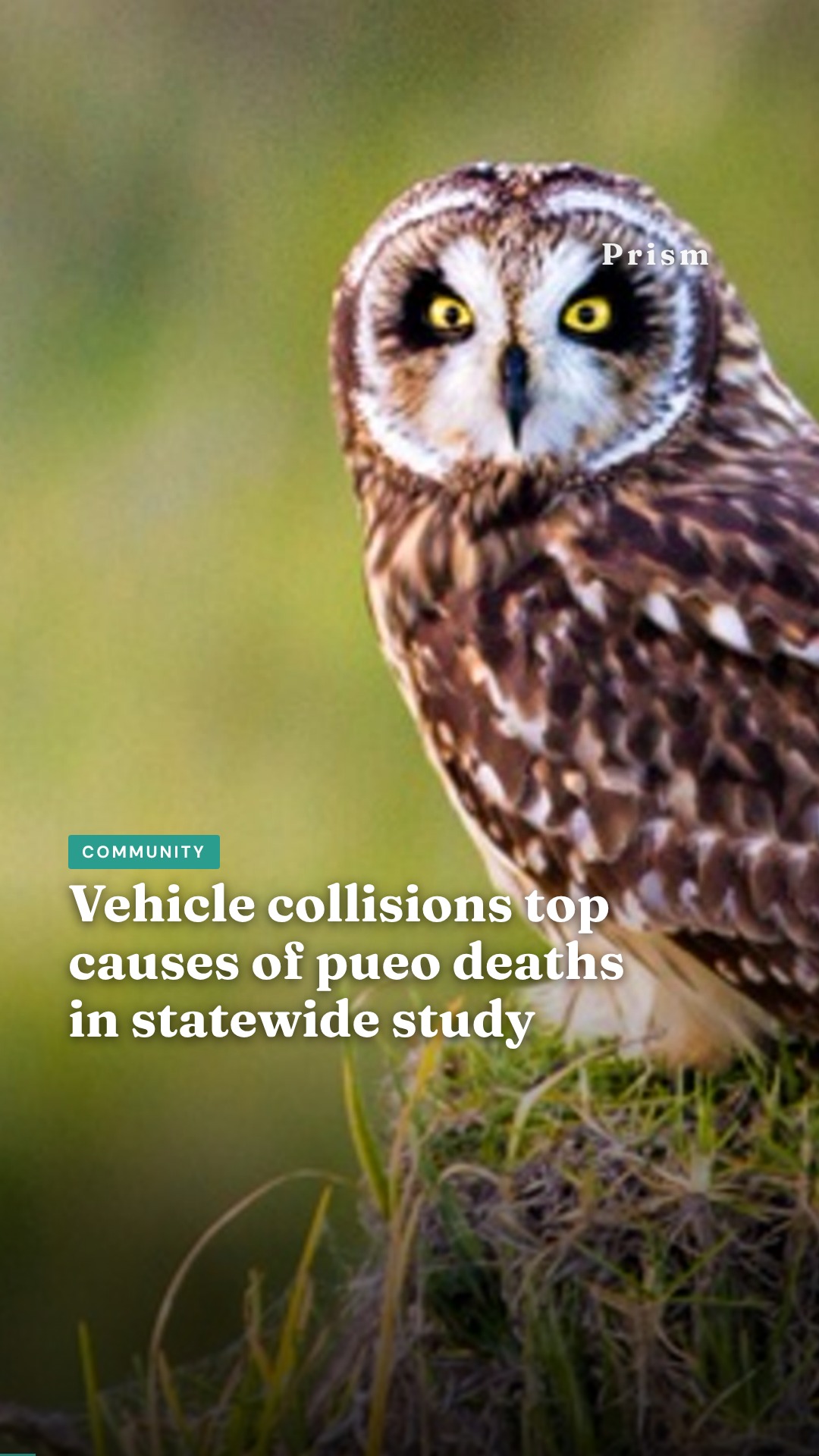 Vehicle collisions top causes of pueo deaths in statewide study