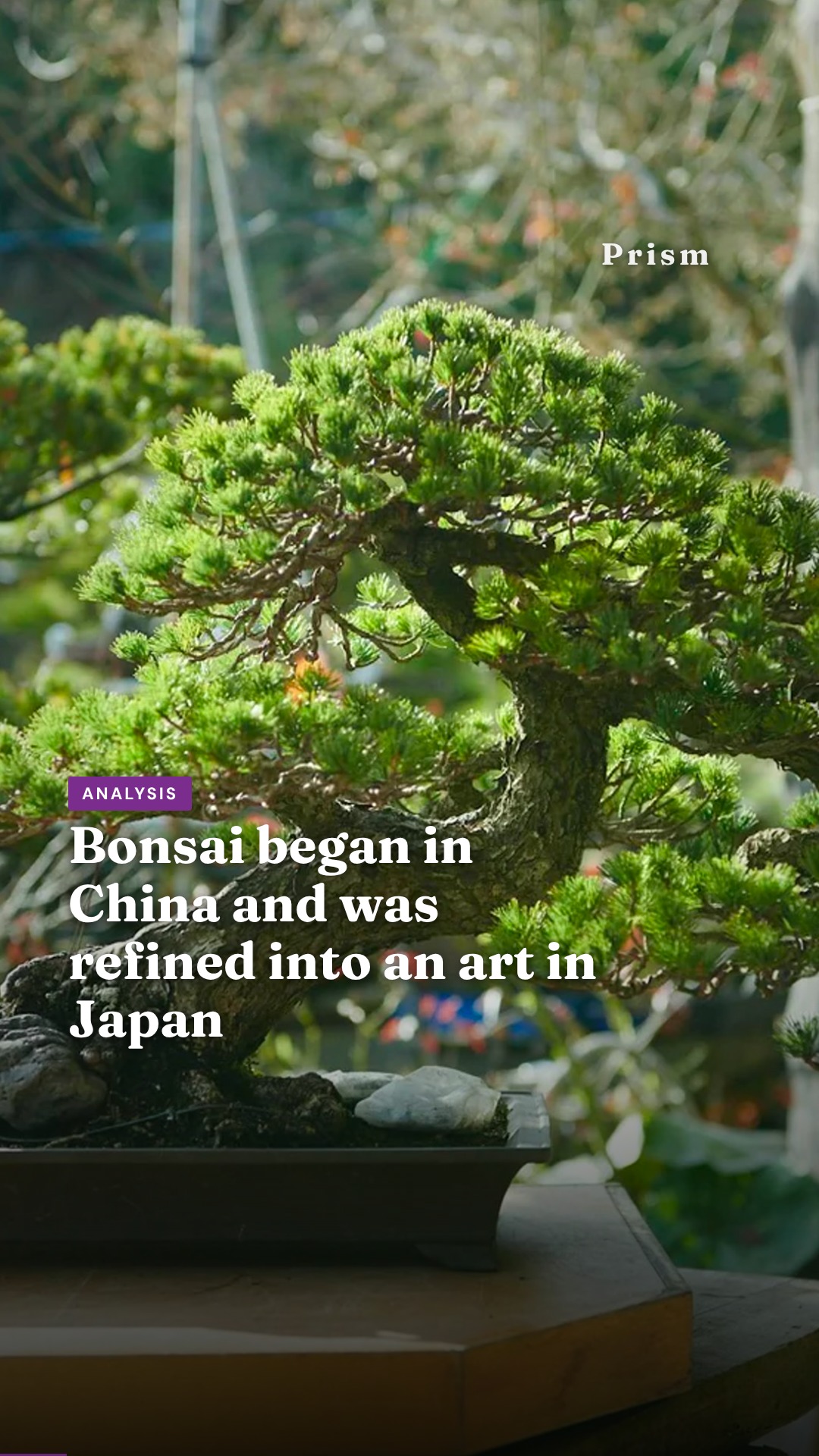 Bonsai began in China and was refined into an art in Japan
