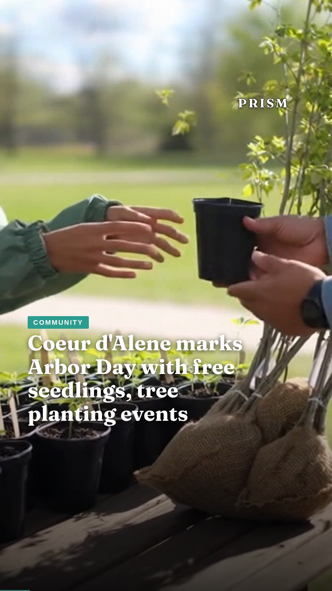 Coeur d'Alene marks Arbor Day with free seedlings, tree planting events