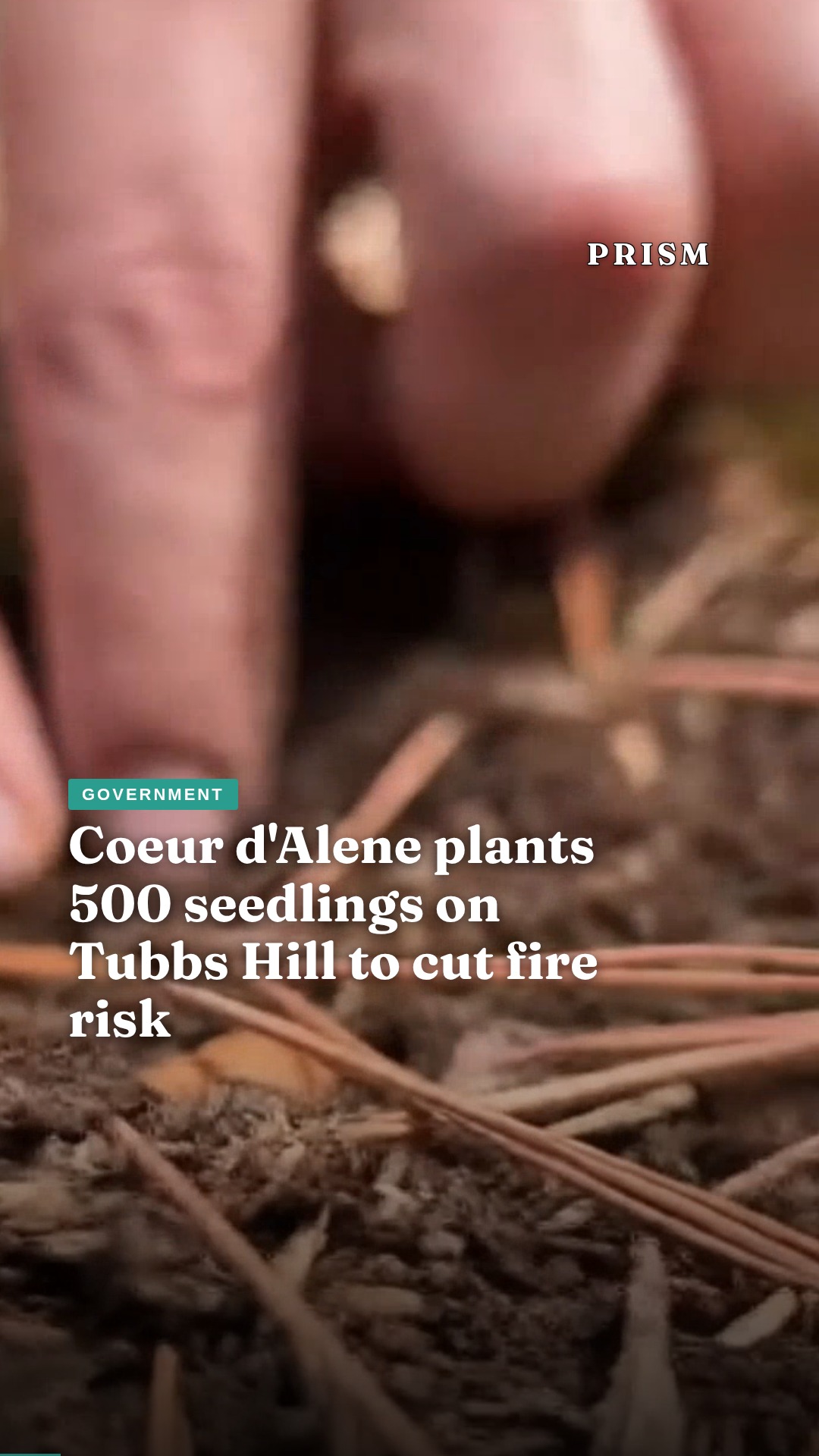 Coeur d'Alene plants 500 seedlings on Tubbs Hill to cut fire risk