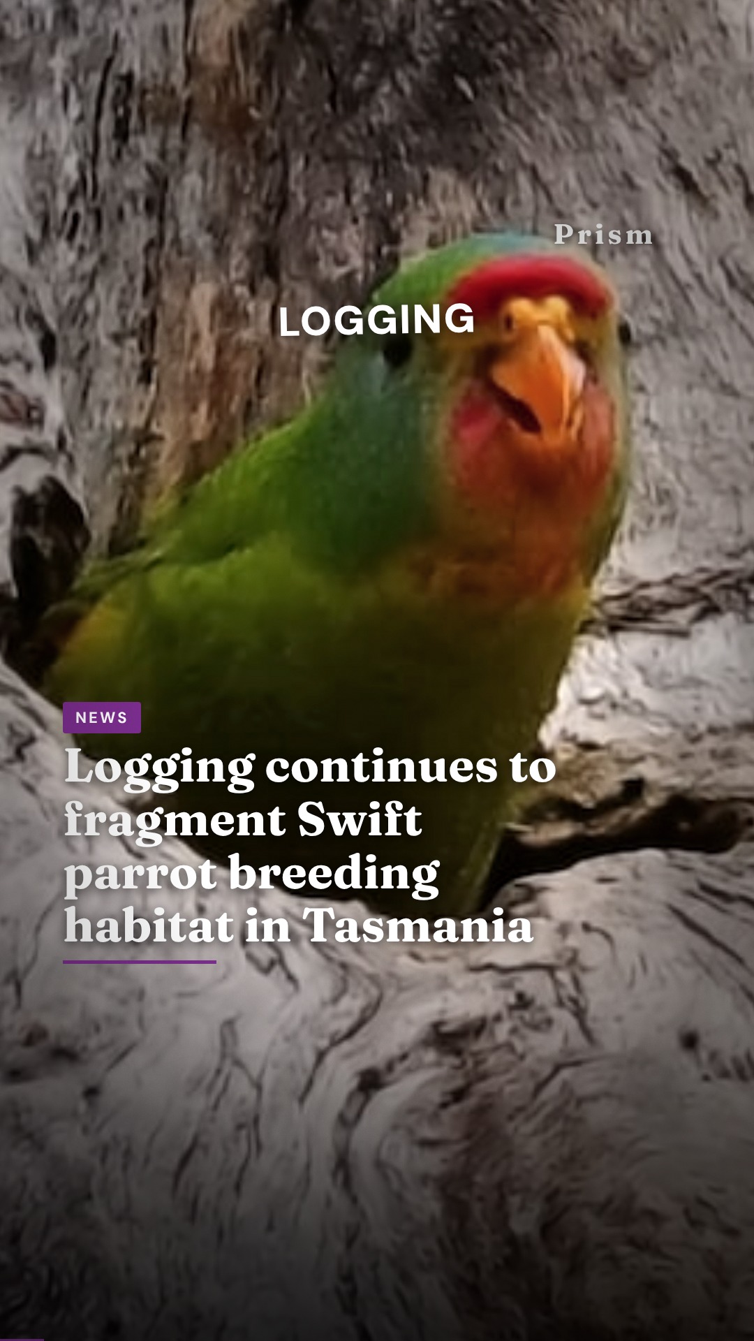 Logging continues to fragment Swift parrot breeding habitat in Tasmania