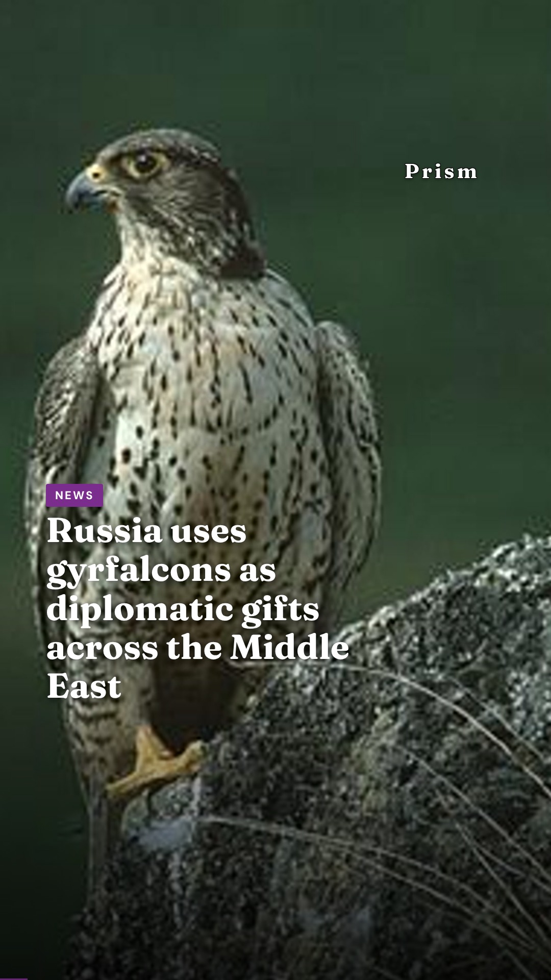 Russia uses gyrfalcons as diplomatic gifts across the Middle East